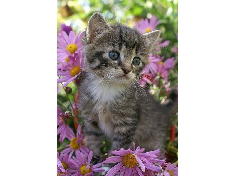 Картина по номерам с цветной схемой на холсте 30х40 Серый котенок 18 цветов