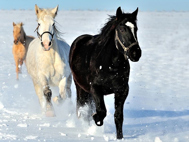 Картина по номерам с цветной схемой на холсте 30х40 По первому снегу 18 цветов