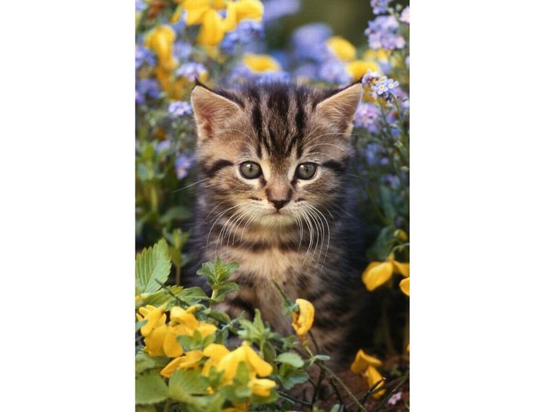 Картина по номерам с цветной схемой на холсте 30х40 Новые ароматы 18 цветов