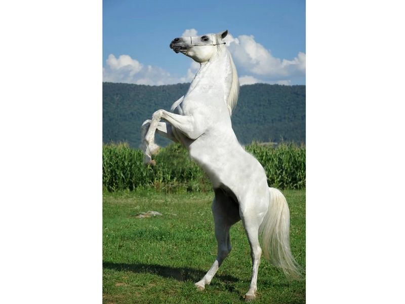 Картина по номерам с цветной схемой на холсте 30х40 Белый конь 19 цветов