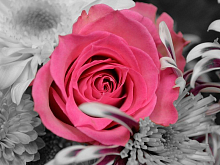 Картина мозаикой 15х20 РОЗА НА СЕРОМ ФОНЕ 7 цветов