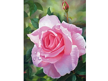 Алмазная мозаика 15х20 ЦВЕТОК РОЗЫ 11 цветов