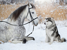 Картина по номерам с цветной схемой на холсте 30х40 Друзья навсегда 18 цветов