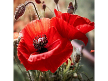 Картина мозаикой 30х30 МАКИ квадрат 22 цвета