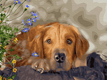 Картина по номерам 40х50 Ретривер 28 цветов