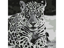 Картина по номерам 30Х30 ЯГУАР 9 цветов