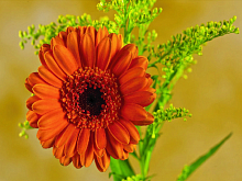 Картина по номерам 15х20 Герберы 13 цветов