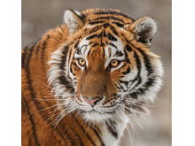 Картина по номерам 30х30 Тигр 18 цветов