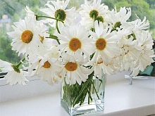 Картины по номерам 40х50 РОМАШКИ В ВАЗЕ 26 цветов