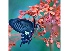 Картина мозаикой 30х30 ВКУС НЕКТАРА квадрат 26 цветов