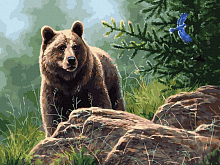 Картина по номерам с цветной схемой 40х50 СИБИРСКИЙ БУРЫЙ МЕДВЕДЬ 30 цветов