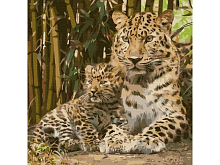 Картина по номерам 30Х30 НАДЕЖНАЯ ЗАЩИТА 20 цветов