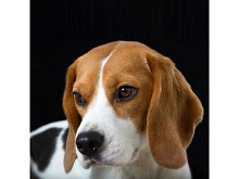 Картина мозаикой 30х30 БИГЛЬ квадрат 20 цветов