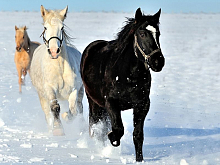 Картина по номерам с цветной схемой на холсте 30х40 По первому снегу 18 цветов
