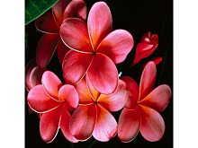 Картина мозаикой 30х30 ЦВЕТОК ЛАОСА квадрат 15 цветов