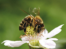 Картинаоткрытка  мозаикой 15х20 СЛАДКИЙ НЕКТАР 16 цветов