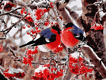 Картина по номерам 40х50 Снегири 24 цвета