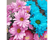 Картина по номерам 30х30 РАЗНОЦВЕТНЫЕ ХРИЗАНТЕМЫ 22 цвета