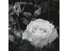 Картина по номерам 30х30 БЕЛАЯ РОЗА 14 цветов