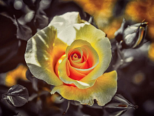 Картина мозаикой 15х20 ЧАЙНАЯ РОЗА 13 цветов