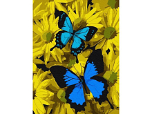 Картина по номерам 15х20 СИНИЕ БАБОЧКИ В ЦВЕТАХ 13 цветов