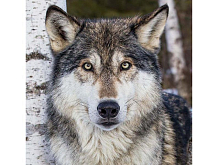 Картина по номерам 30Х30 СЕРЫЙ ВОЛК 18 цветов