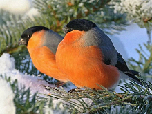 Картина мозаикой 15х20 СНЕГИРИ ЗИМОЙ 12 цветов