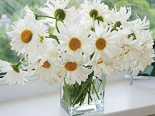 Картина по номерам 40х50 РОМАШКИ В ВАЗЕ 26 цветов