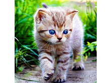 Картина по номерам 30Х30 ГОЛУБОГЛАЗОЕ ЧУДО 20 цветов