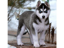 Картина по номерам 30х30 Щенок хаски 20 цветов №2