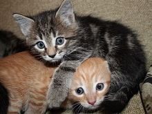 Картина по номерам с цветной схемой на холсте 30х40 МАЛЫШИ 19 цветов