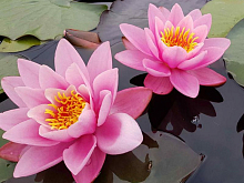 Картина мозаикой 15х20 РОЗОВЫЕ КУВШИНКИ 10 цветов