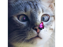 Картины мозаикой 30х30 КОТ С БАБОЧКОЙ 28 цветов