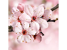 Картина мозаикой 30х30 ЯБЛОНЯ В ЦВЕТУ квадрат 20 цветов