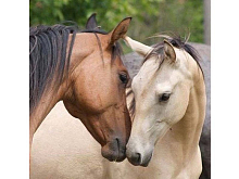 Картина по номерам 30х30 Знакомство 20 цветов