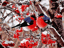 Картина по номерам на дереве 40х50 СНЕГИРИ 24 цвета