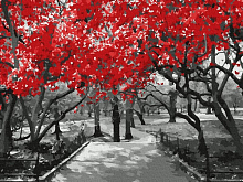 Картина по номерам 40х50 КРАСНАЯ САКУРА 15 цветов