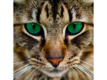 Картины мозаикой 30х30 БЕНГАЛЬСКАЯ КОШКА 15 цветов