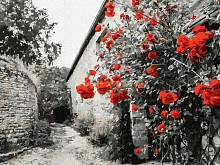 Картина по номерам 40х50 КРАСНЫЕ РОЗЫ НА КАМЕННОЙ СТЕНЕ 18 цветов