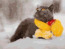 Картина по номерам с цветной схемой на холсте 30х40 БРИТАНЕЦ В ШАРФЕ 20 цветов