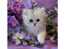 Картина по номерам 30х30 Котенок в сиреневых цветах 20 цветов