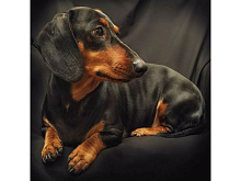 Картина мозаикой 30х30 ТАКСА квадр элты 19 цветов