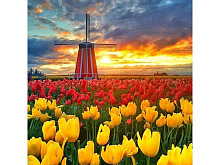 Картины мозаикой 30х30 ПОЛЯ ТЮЛЬПАНОВ В НИДЕРЛАНДАХ 27 цветов