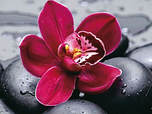 Алмазная мозаика 15х20 ЦВЕТОК НА КАМНЯХ 11 цвет