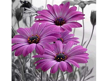 Картина по номерам 30х30 Герберы 16 цветов