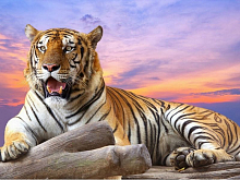 Картина по номерам с цветной схемой на холсте 30х40 На закате 19 цветов