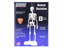 Сборная модель Скелет человека Hawk Lindberg Human Skeleton 1/5