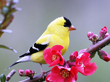 Картина мозаикой 15х20 ВЕСЕННЯЯ ПТИЧКА 17 цветов