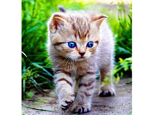 Картина по номерам 30х30 Голубоглазое чудо 20 цветов